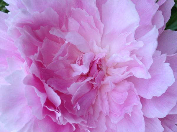 peony-redshutters