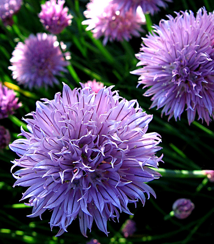 So pretty, right? Someday, these will be in my yard--and not poison ivy!